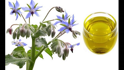 Cosmetic grade olive oil.jpg